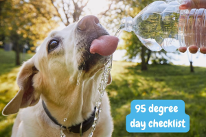 Dog drinking water on a hot summer day in Aggieland.