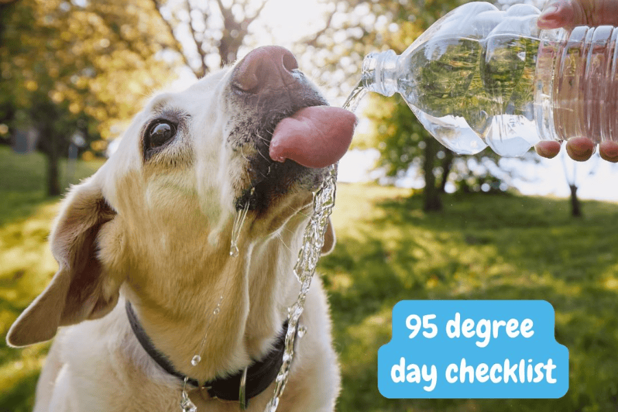 Dog drinking water on a hot summer day in Aggieland.