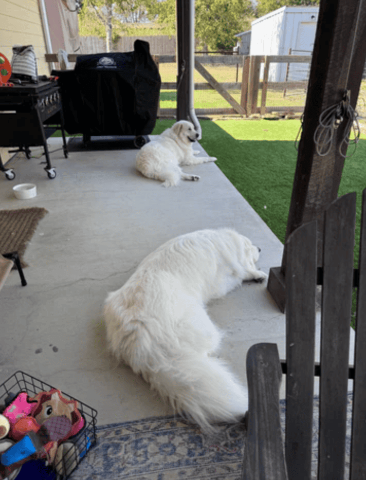 Two fluffy white dogs relaxing on a screened porch in College Station Texas.