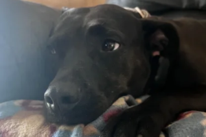 Black dog resting on a couch, looking thoughtful and calm.