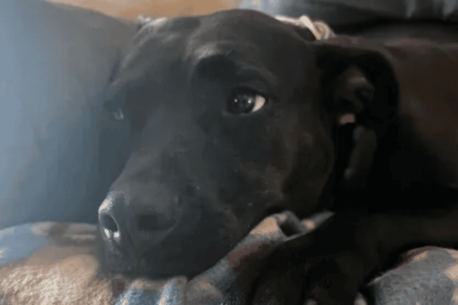 Black dog resting on a couch, looking thoughtful and calm.