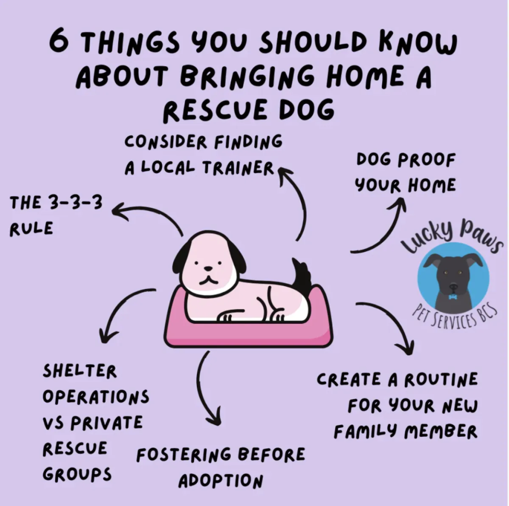 Infographic with 6 tips for adopting a rescue dog and ensuring a smooth transition.