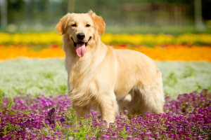 Happy golden retriever standing in colorful flower field.