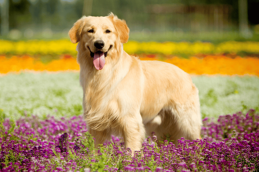Happy golden retriever standing in colorful flower field.